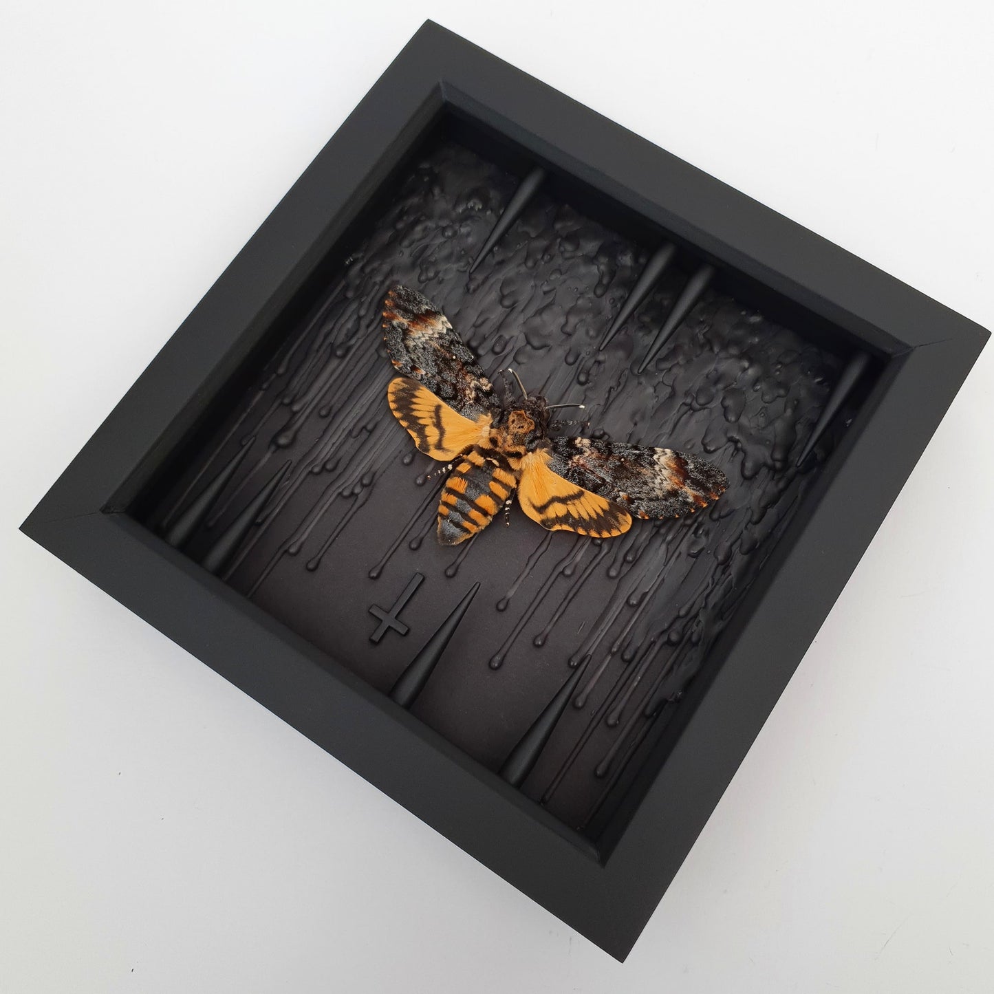 Deaths-head Hawkmoth