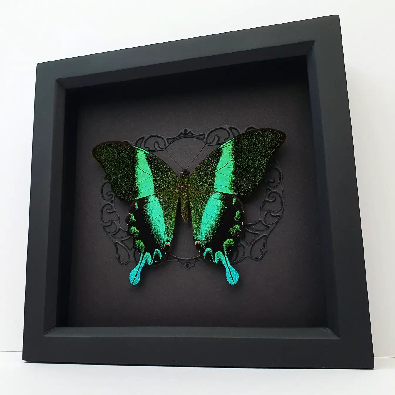 Papilio Blumei
