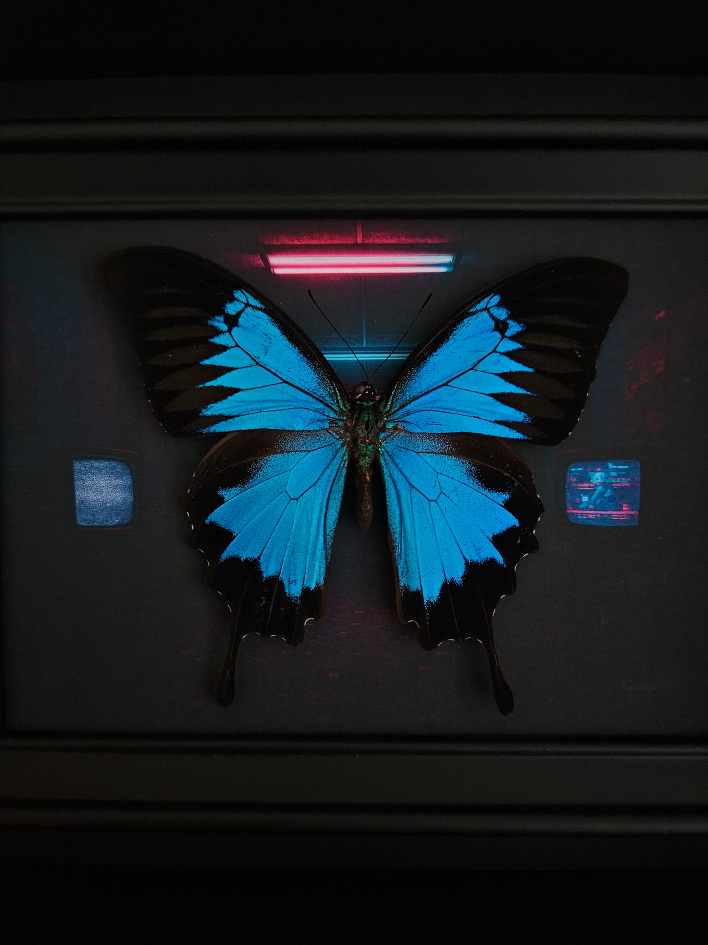 Papilio Ulysses - Anomie