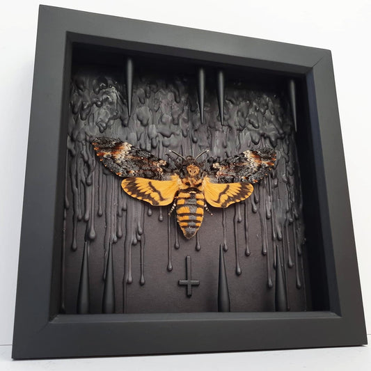 Deaths-head Hawkmoth