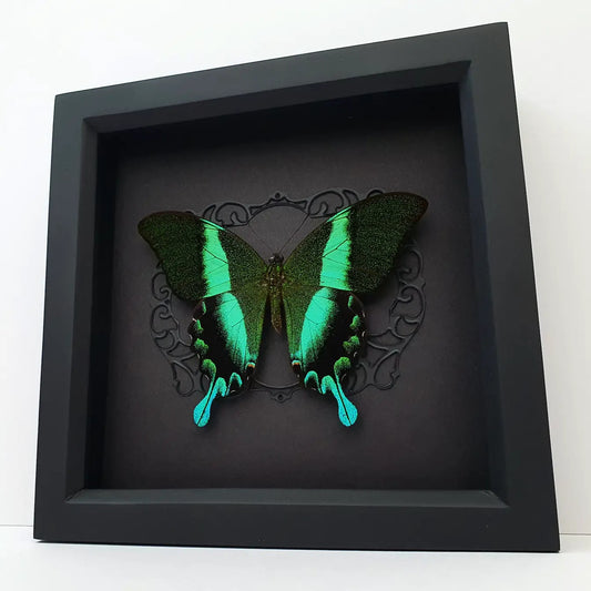 Papilio Blumei