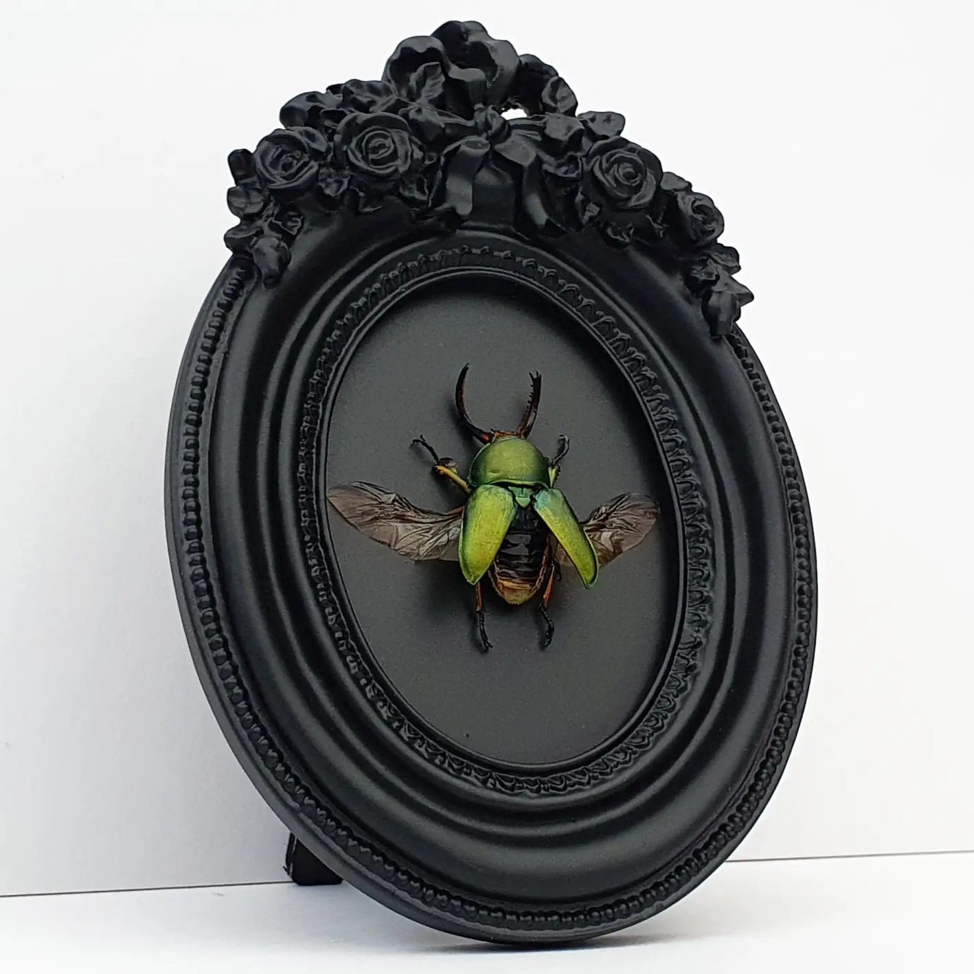 Saw Tooth Beetle - Lamprima adolphinae