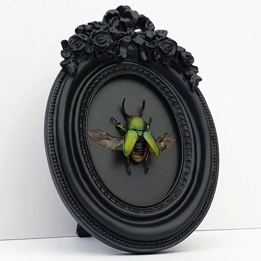 Saw Tooth Beetle - Lamprima adolphinae