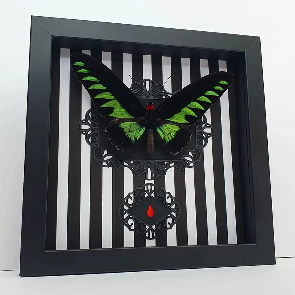 Rajah Brooke's birdwing butterfly
