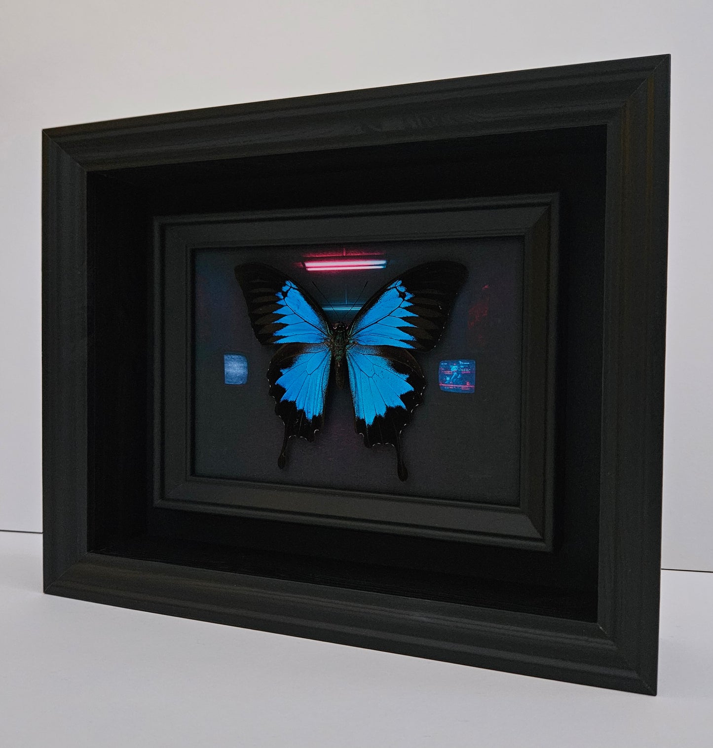 Papilio Ulysses - Anomie