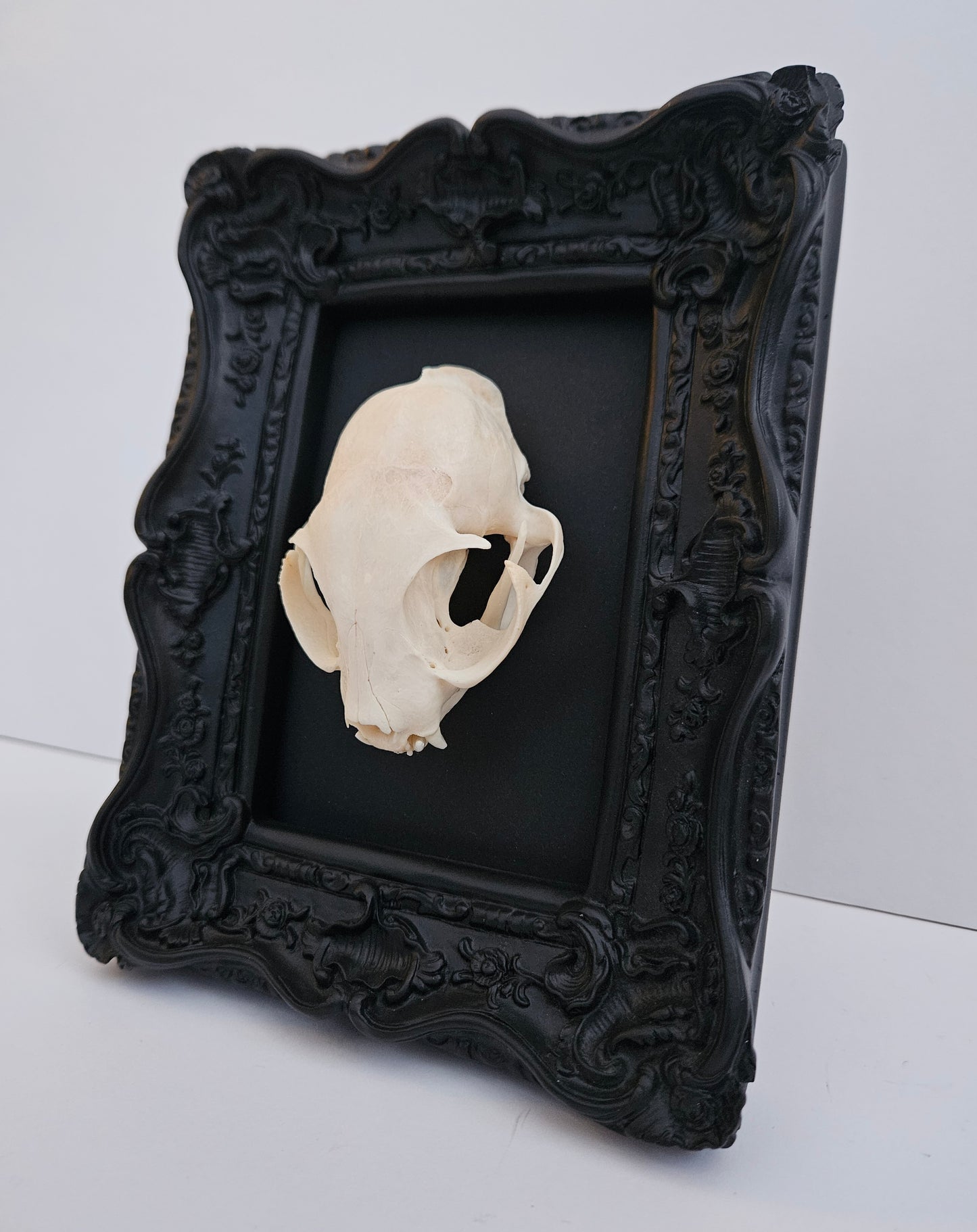 Cat Skull