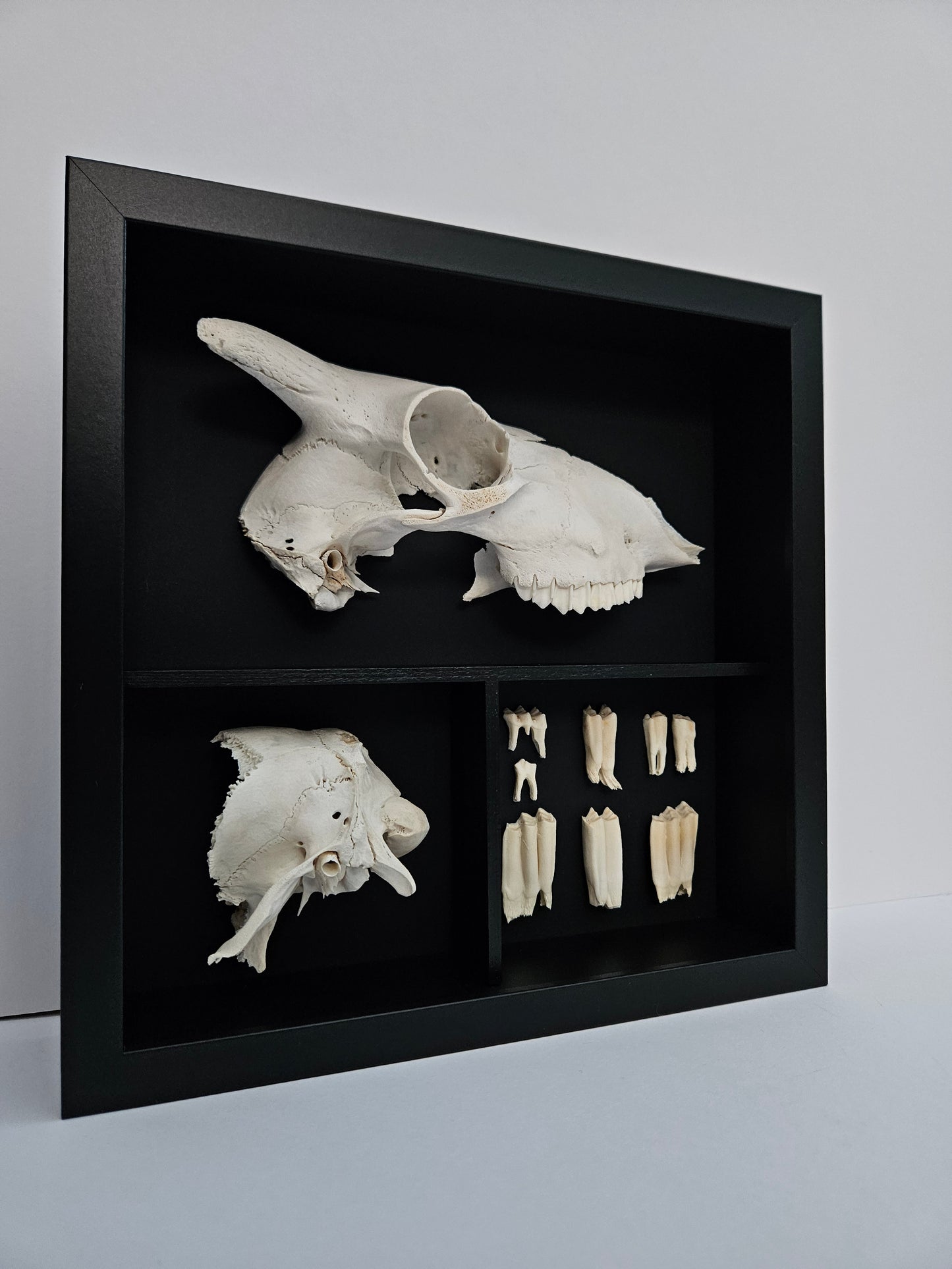 Sheep Skull Box