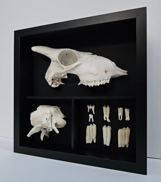 Sheep Skull Box
