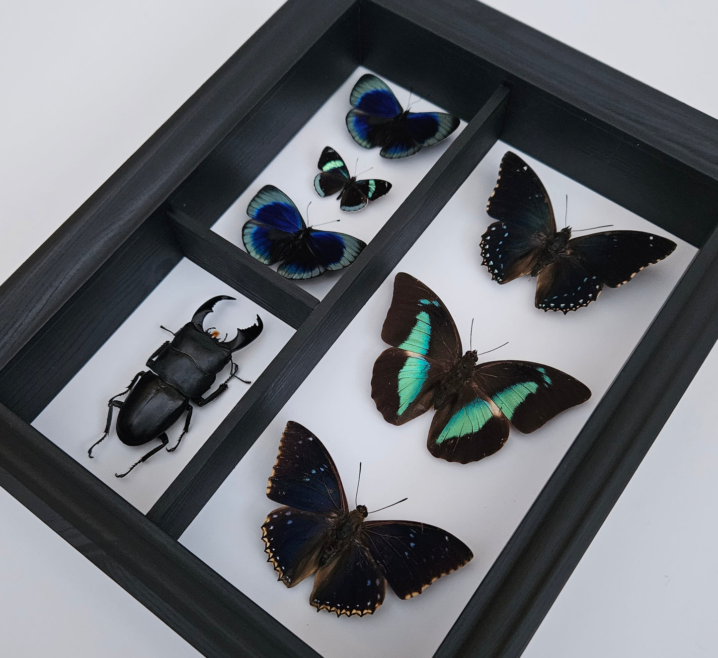 Cabinet Specimen Display