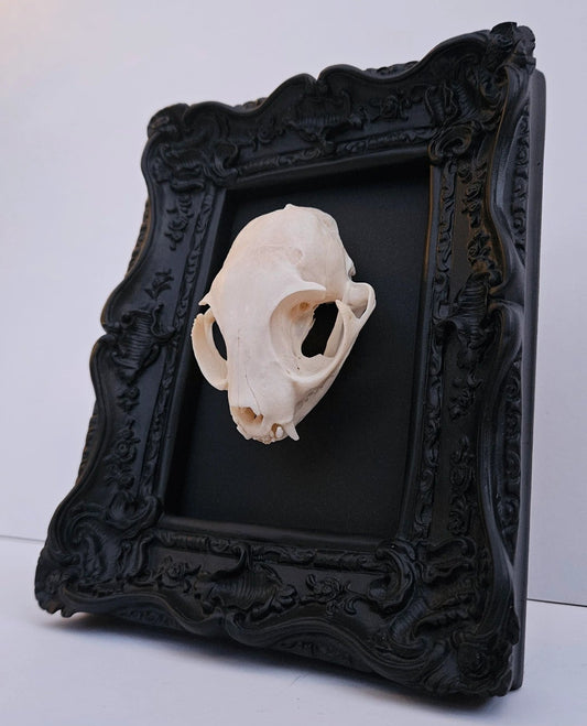 Cat Skull