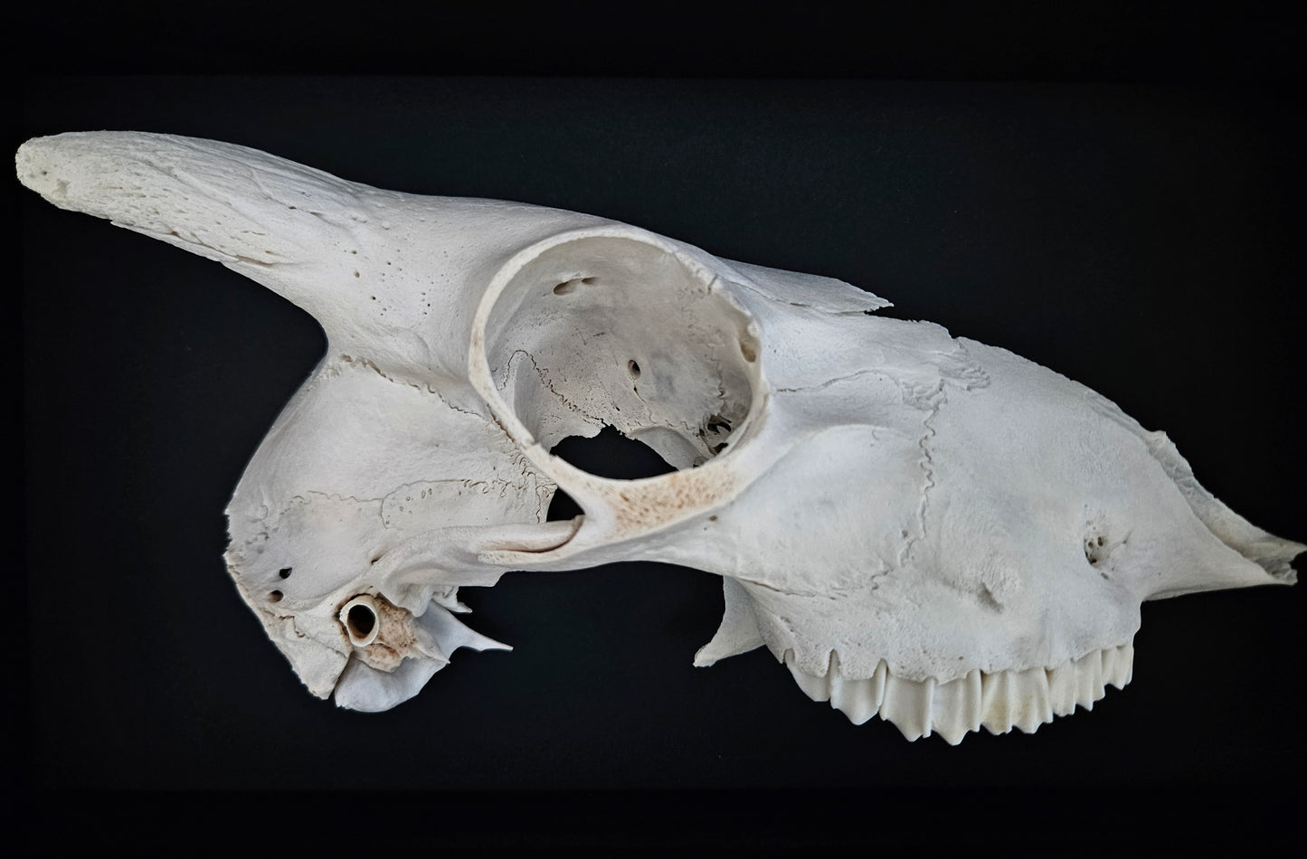Sheep Skull Box