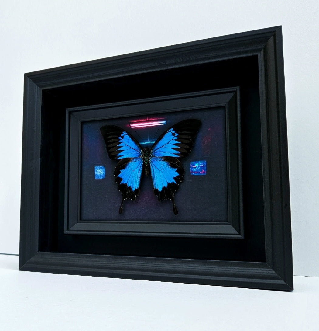 Papilio Ulysses - Anomie