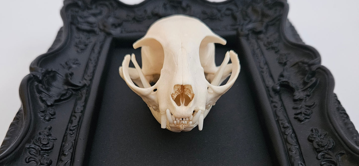 Cat Skull
