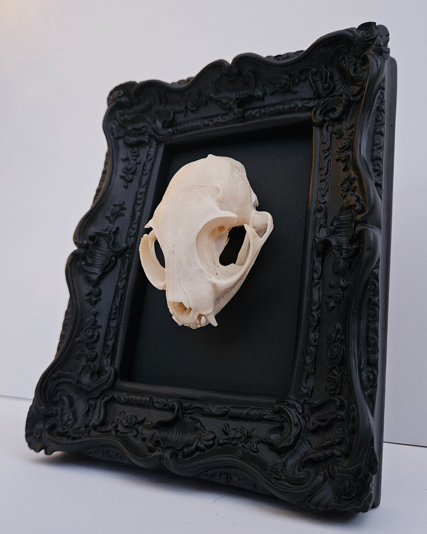 Cat Skull
