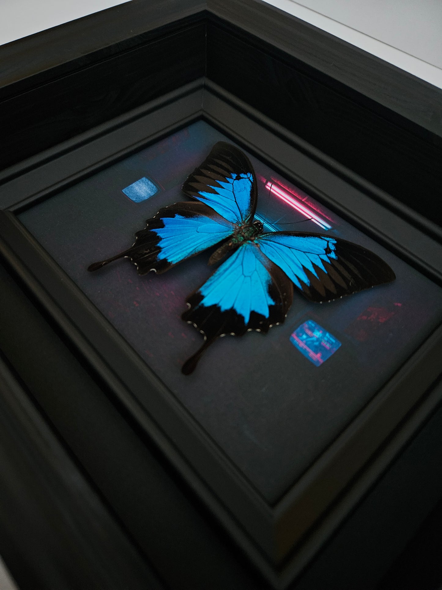 Papilio Ulysses - Anomie