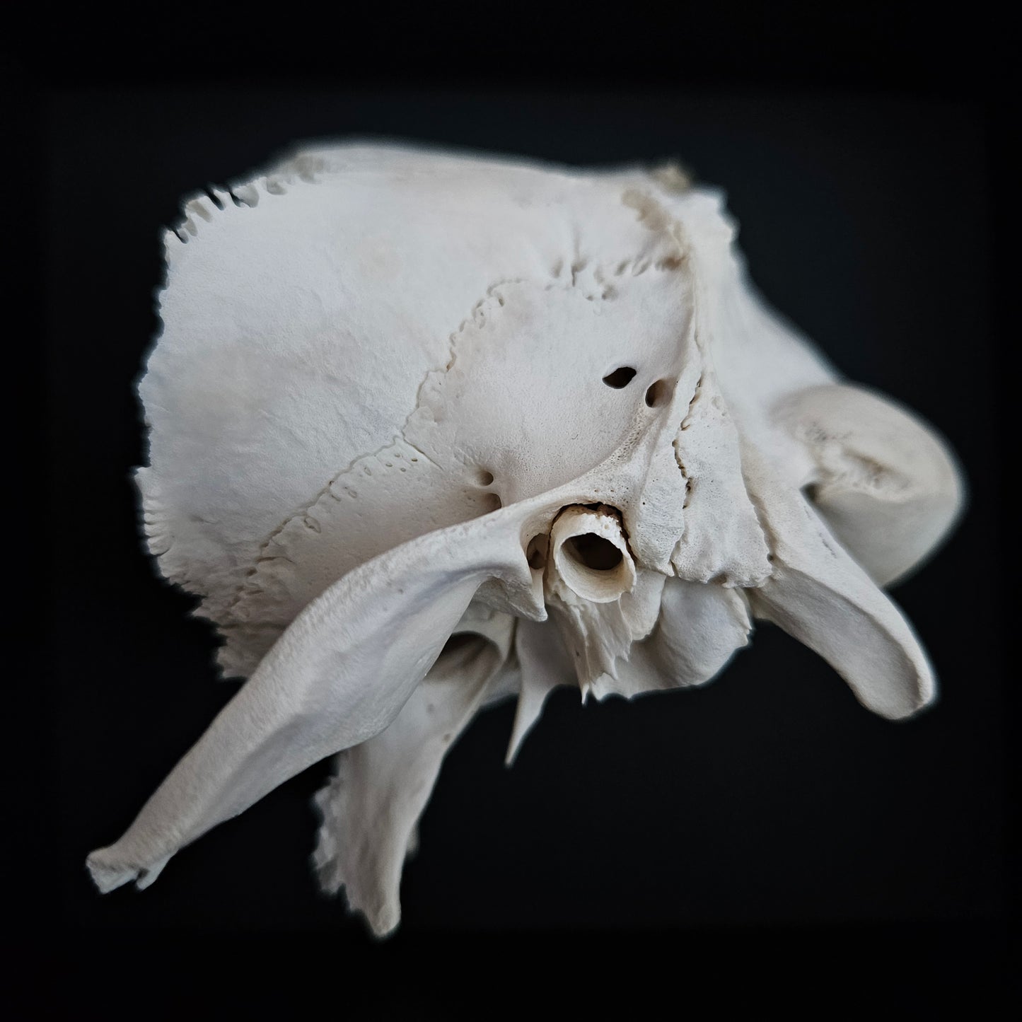 Sheep Skull Box