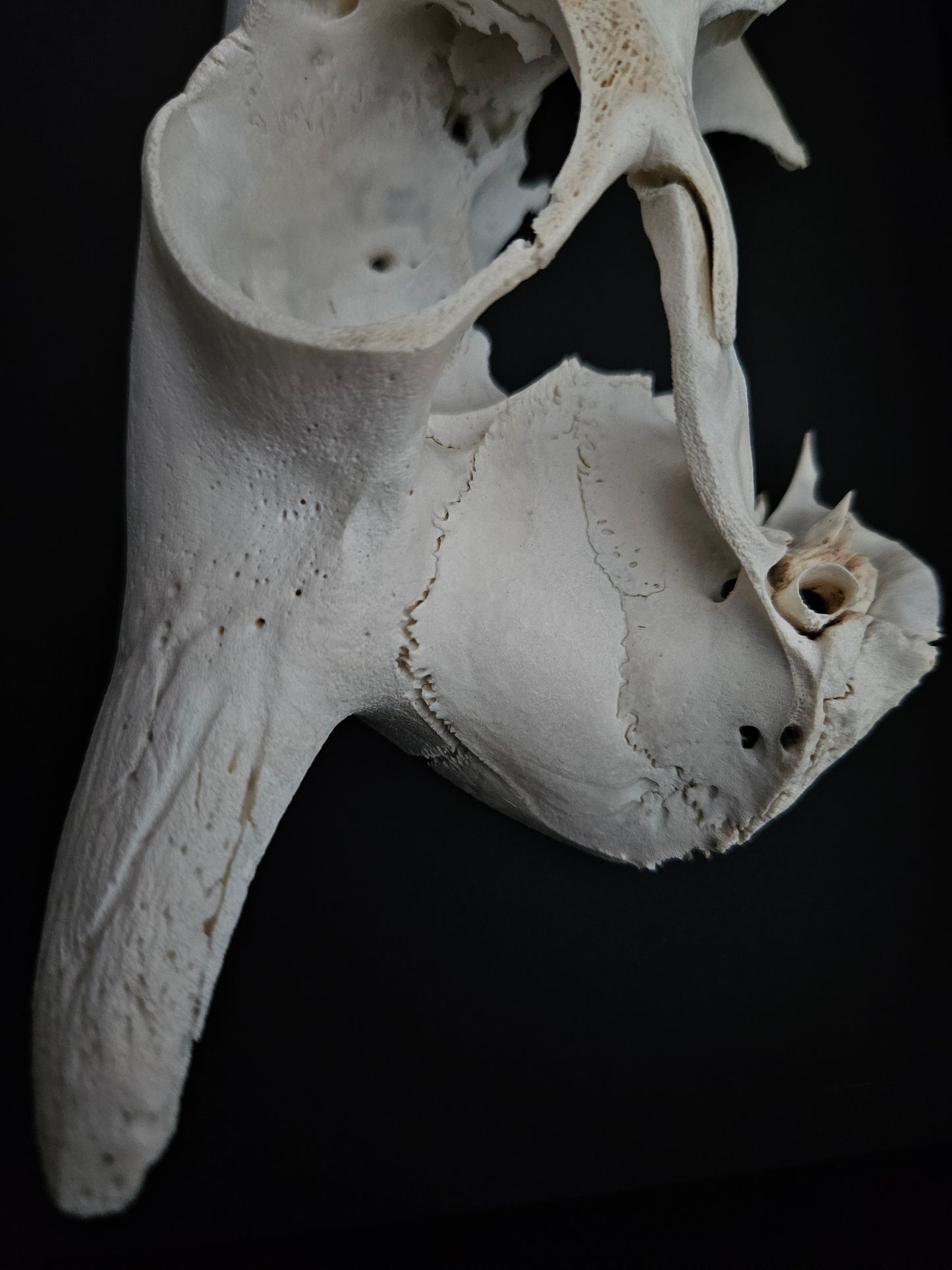 Sheep Skull Box