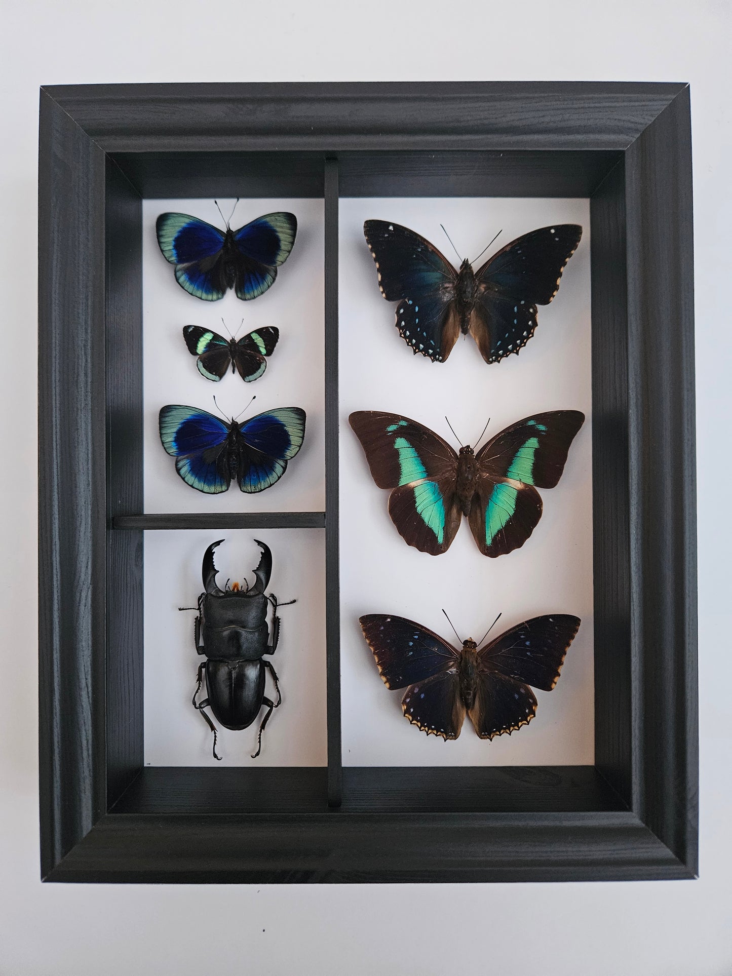 Cabinet Specimen Display