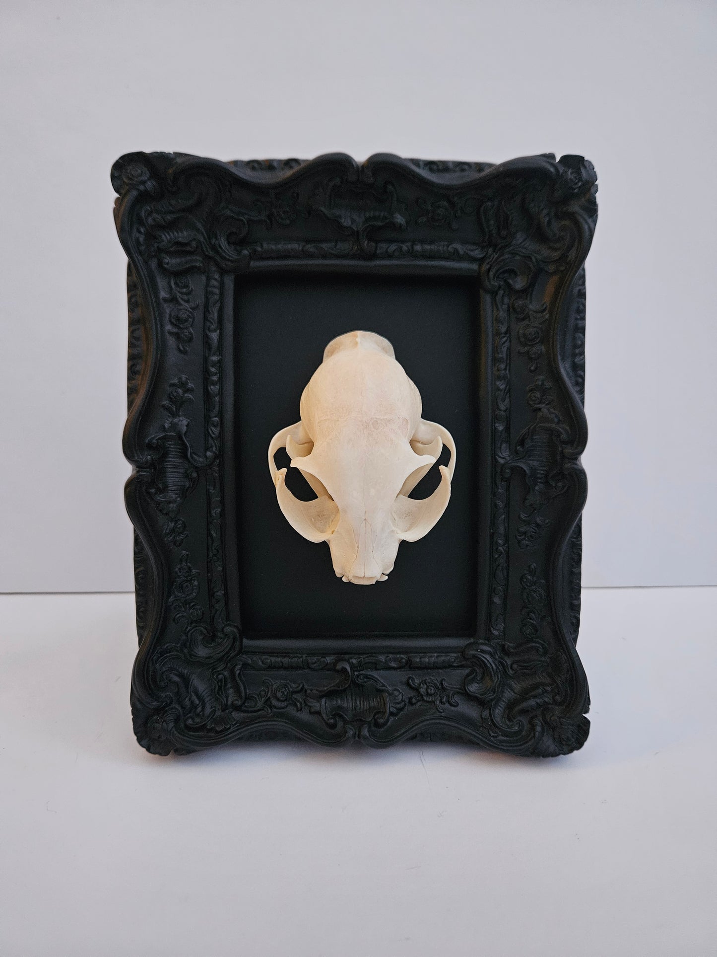 Cat Skull