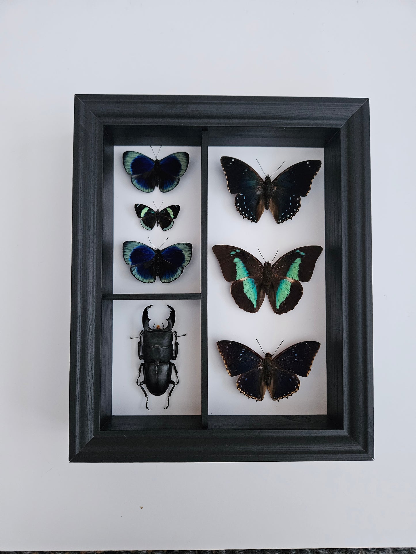 Cabinet Specimen Display