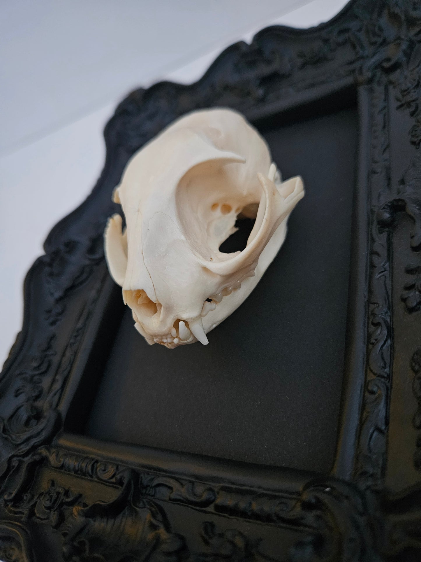 Cat Skull
