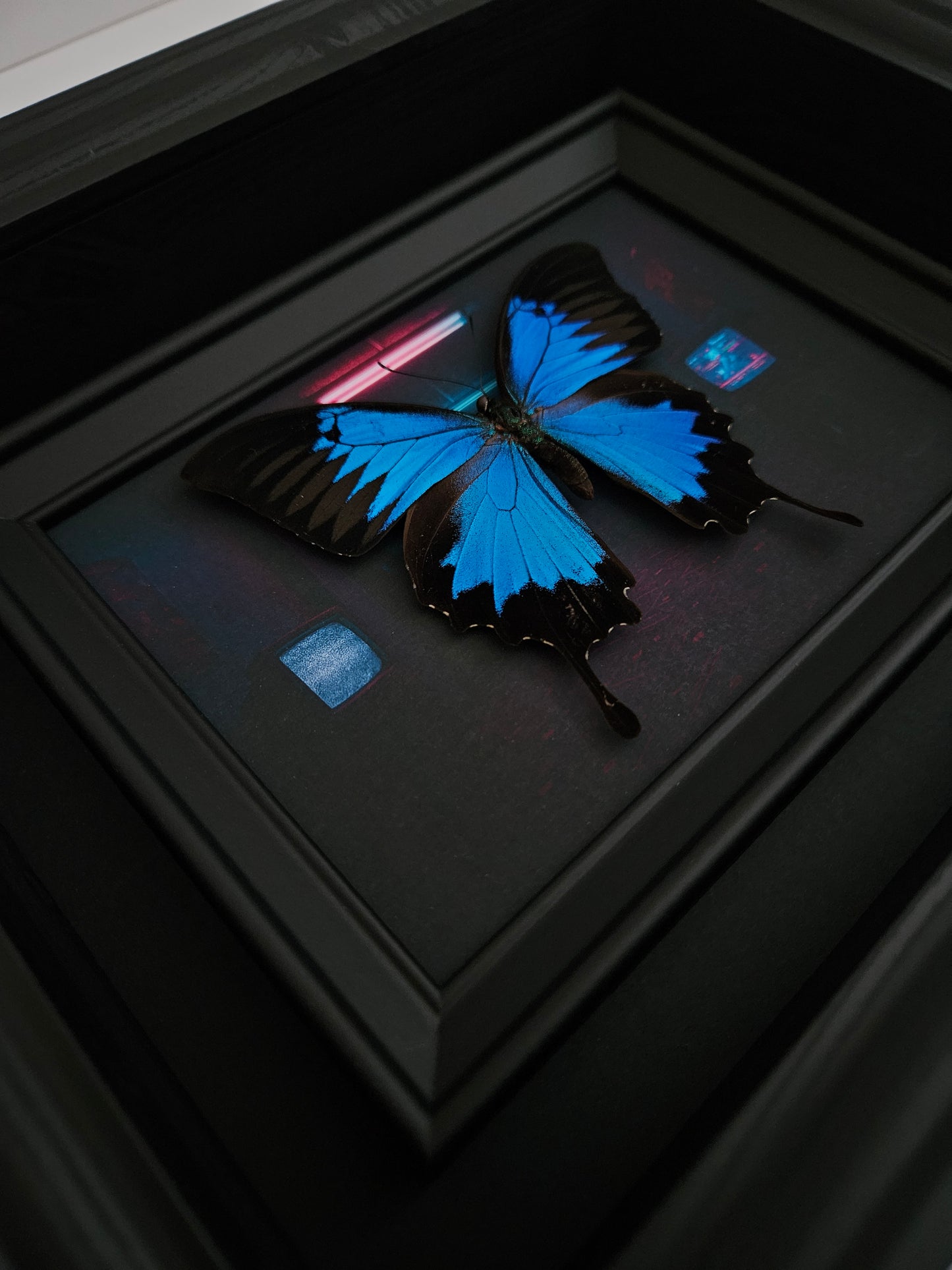 Papilio Ulysses - Anomie