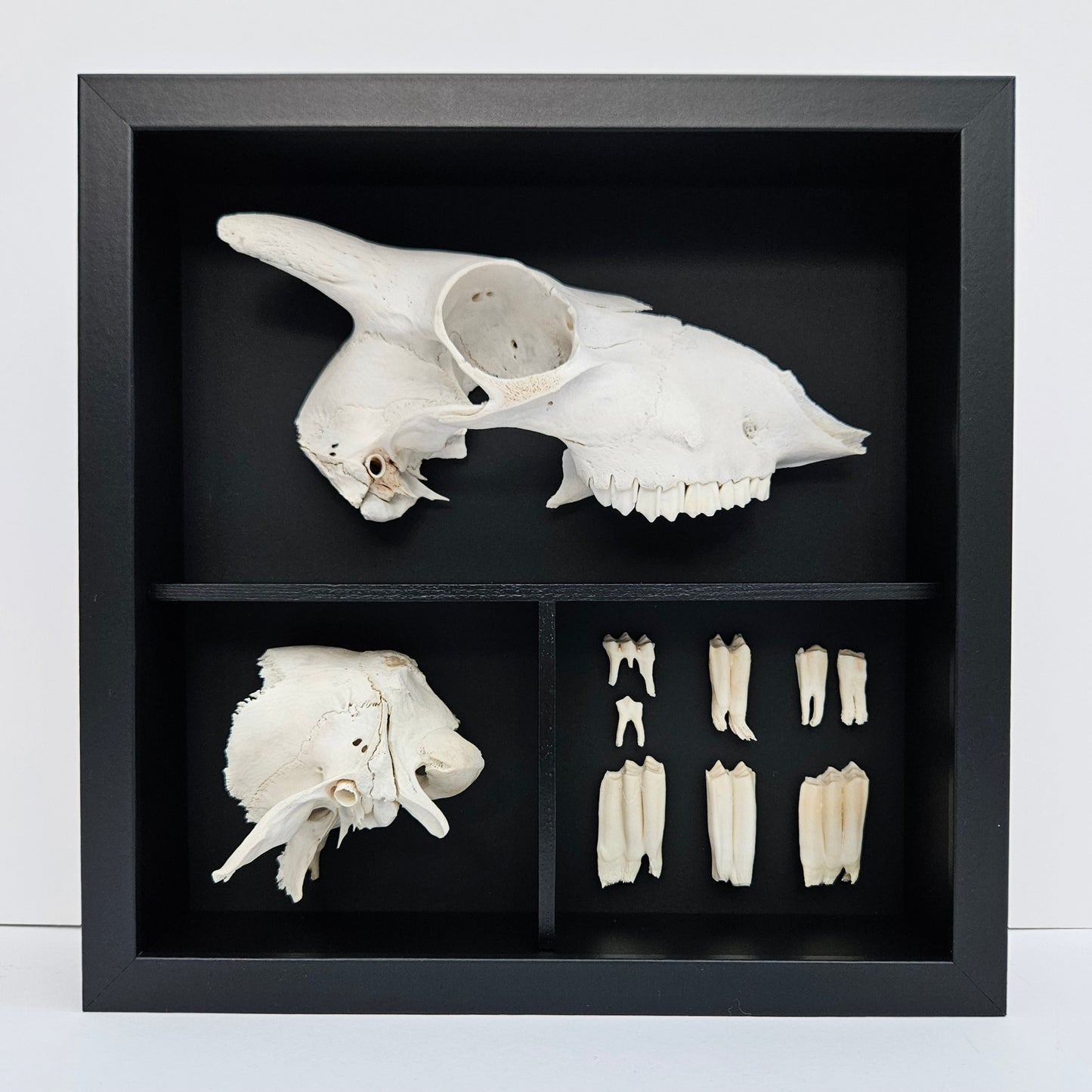 Sheep Skull Box