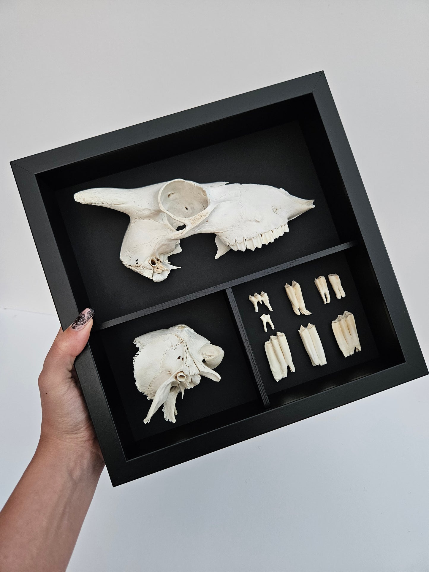 Sheep Skull Box
