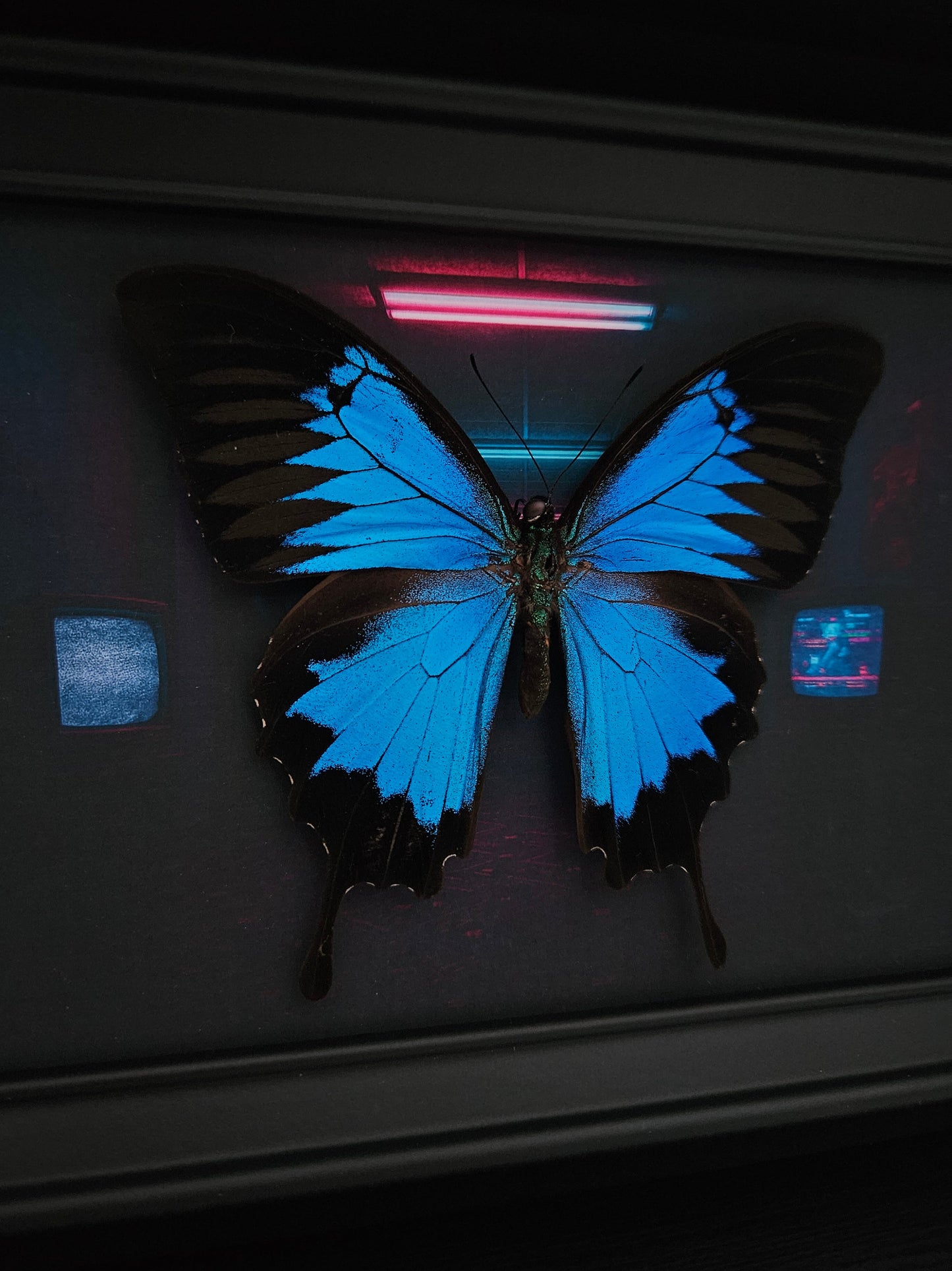 Papilio Ulysses - Anomie