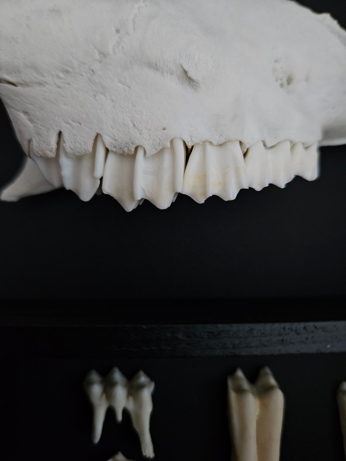 Sheep Skull Box