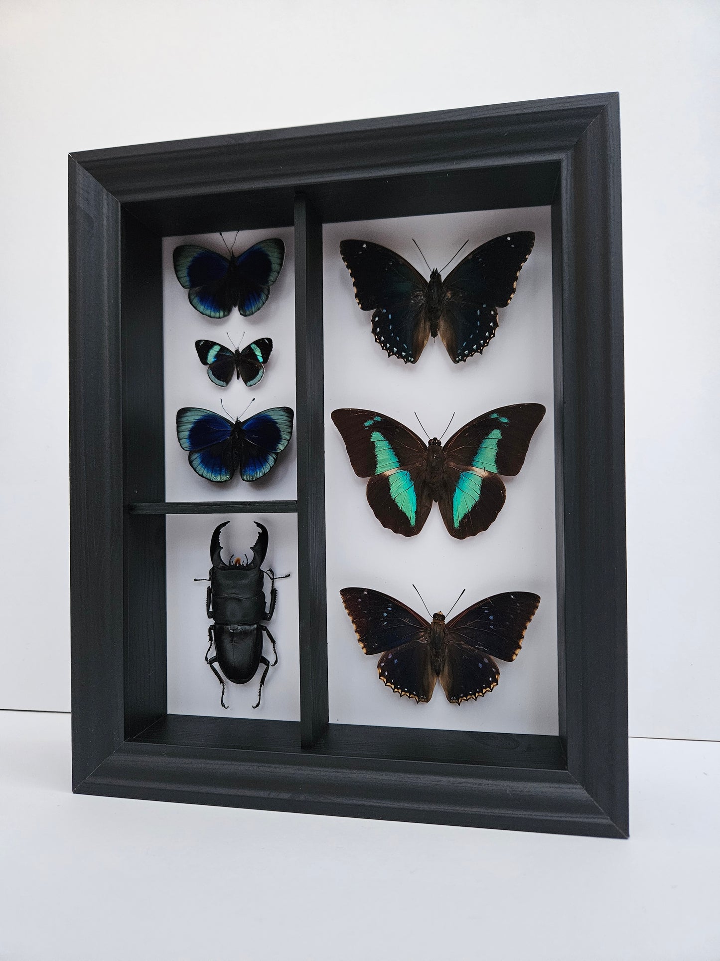 Cabinet Specimen Display