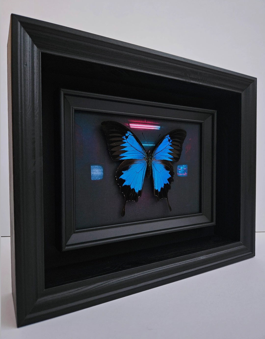 Papilio Ulysses - Anomie