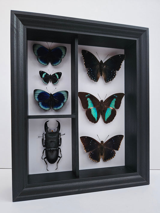 Cabinet Specimen Display
