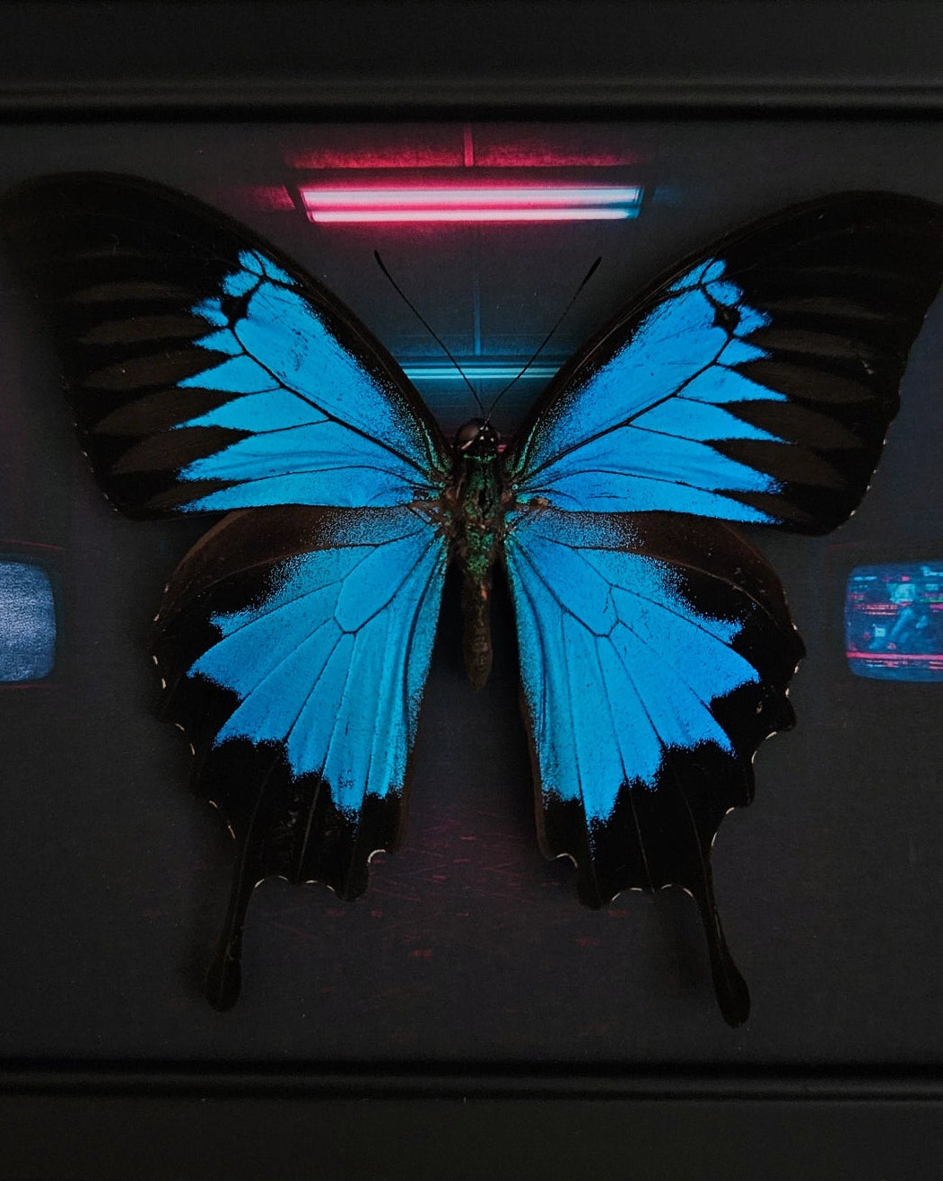 Papilio Ulysses - Anomie