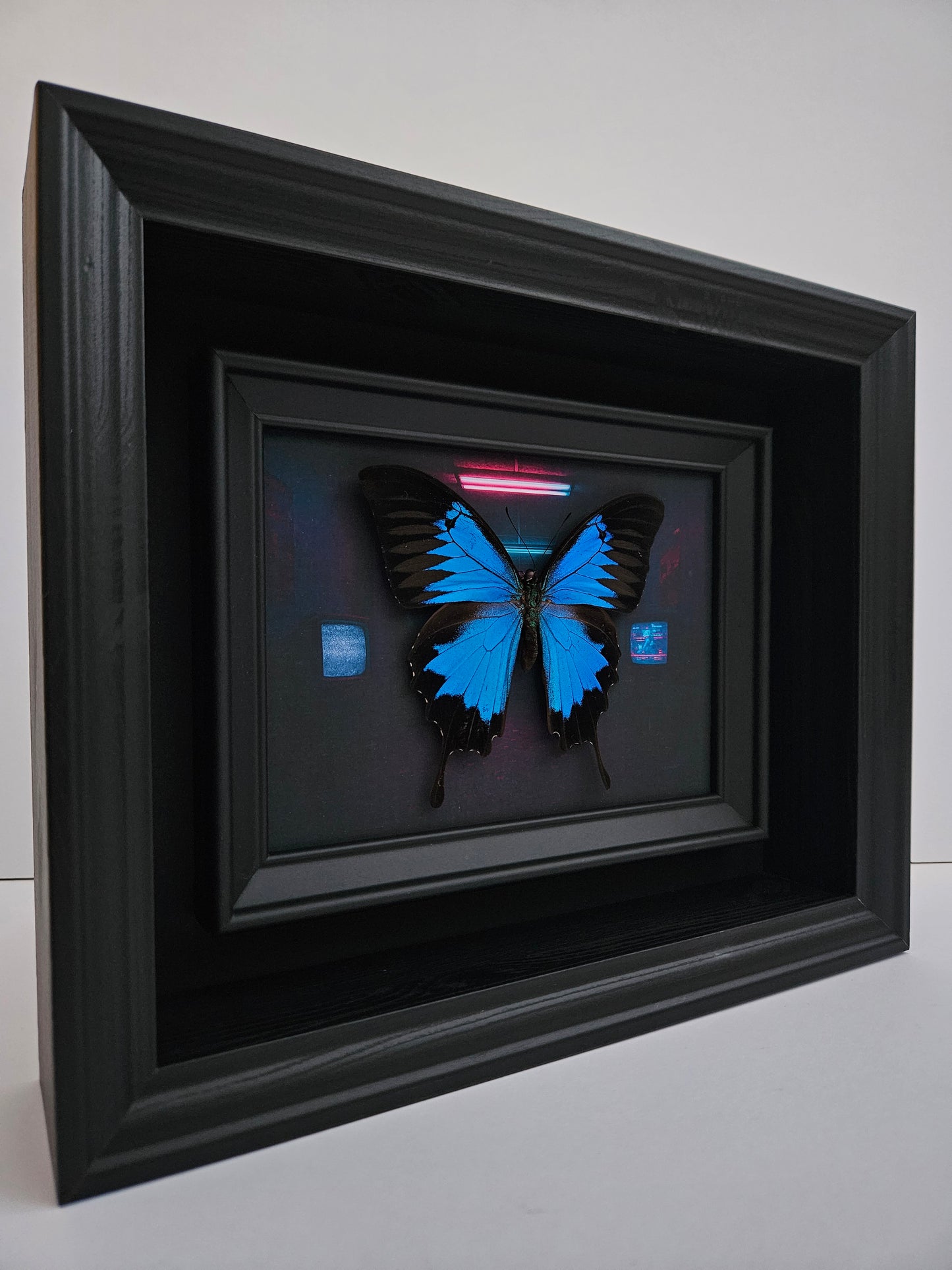 Papilio Ulysses - Anomie